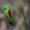 A wild Red-winged Parrot preens
