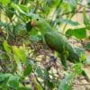 A wild female Red-winged Parrot perches in a tree