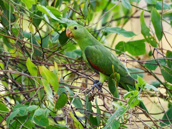 A wild female Red-winged Parrot perches in a tree