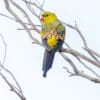 A wild Regent Parrot perches in a tree