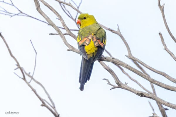 A wild Regent Parrot perches in a tree