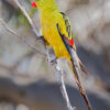 A wild Regent Parrot perches on a twig
