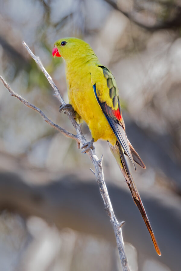A wild Regent Parrot perches on a twig