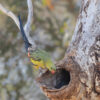 A wild Regent Parrot perches at the entrance of a tree cavity