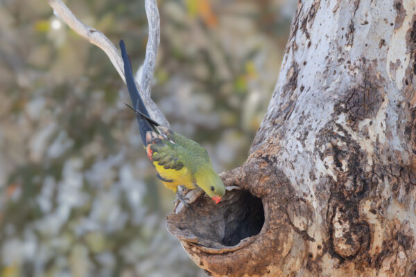 A wild Regent Parrot perches at the entrance of a tree cavity