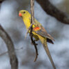 A wild Regent Parrot perches on a twig