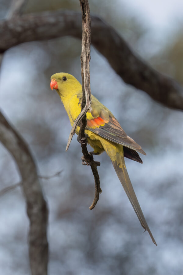 A wild Regent Parrot perches on a twig