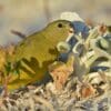 A wild Rock Parrot feeds on blooms