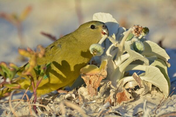 A wild Rock Parrot feeds on blooms