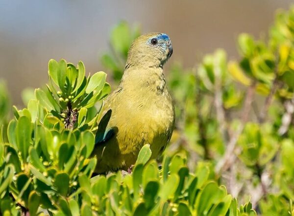 A wild Rock Parrot perches in a bush