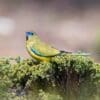 A wild Rock Parrot forages in a bush