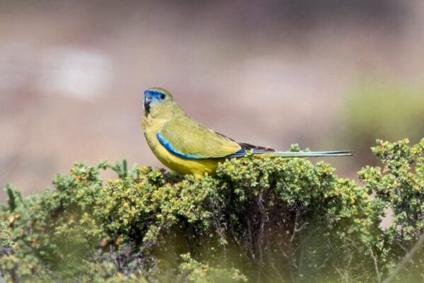 A wild Rock Parrot forages in a bush
