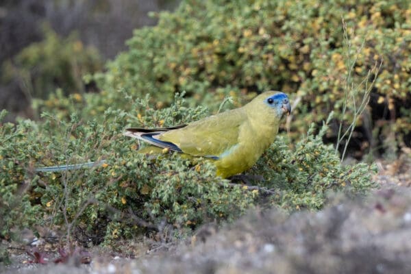 A wild Rock Parrot forages on the ground