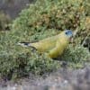 A wild Rock Parrot forages on the ground