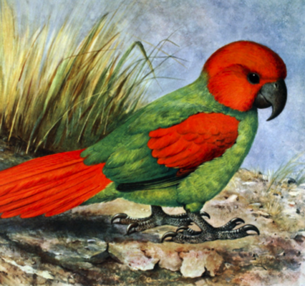 An illustration depicts an extinct Rodrigues Parrot