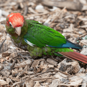 A Rose-crowned Conure on a wood shaving floor