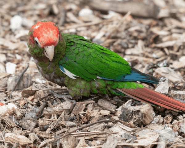 A Rose-crowned Conure on a wood shaving floor