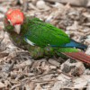 A Rose-crowned Conure on a wood shaving floor