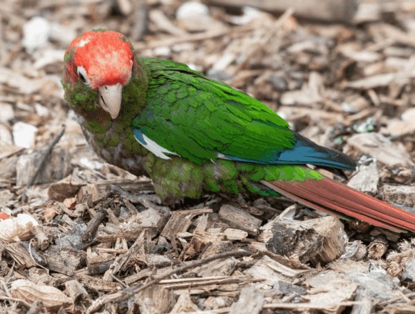 A Rose-crowned Conure on a wood shaving floor