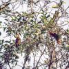 Wild Rose-crowned Conures in a tree