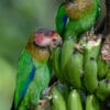 Wild Rose-faced Parrots perch on a bunch of bananas