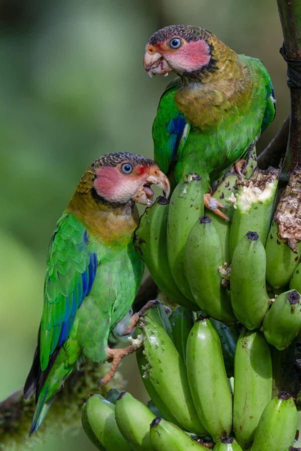 Wild Rose-faced Parrots perch on a bunch of bananas
