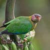 A wild Rose-faced Parrot perches on a banana stem
