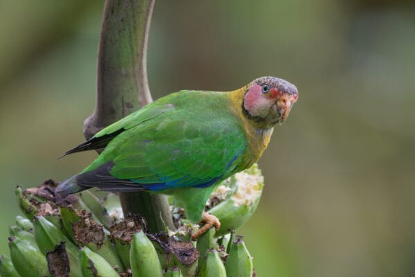 A wild Rose-faced Parrot perches on a banana stem