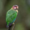 A wild Rose-faced Parrot perches atop a branch