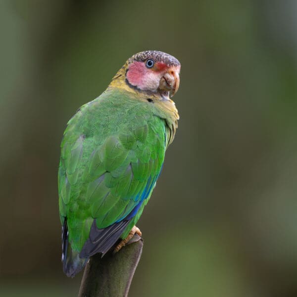 A wild Rose-faced Parrot perches atop a branch