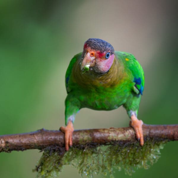 A wild Rose-faced Parrot perches on a branch
