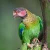 A wild Rose-faced Parrot perches on a branch