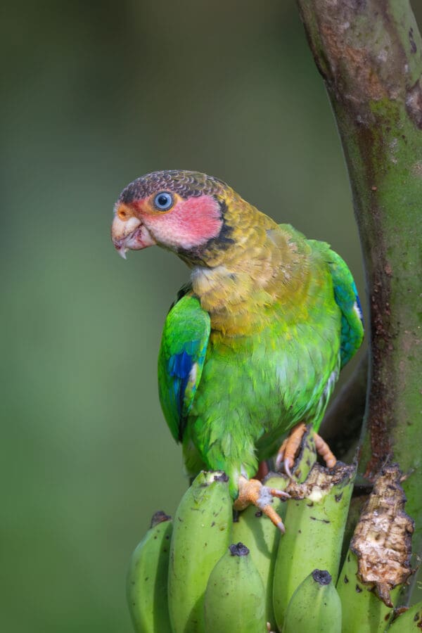 A wild Rose-faced Parrot perches on a branch