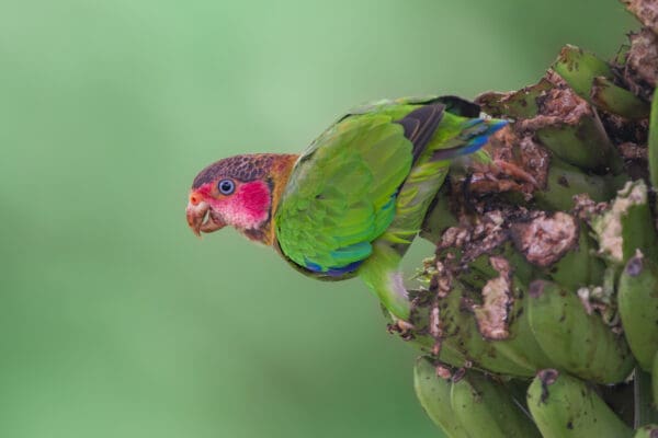 A wild Rose-faced Parrot perches on a bunch of bananas