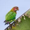A wild Rose-faced Parrot perches on a large leaf