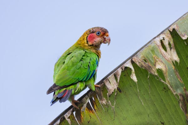 A wild Rose-faced Parrot perches on a large leaf