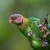 A wild Rose-faced Parrot perches on a branch