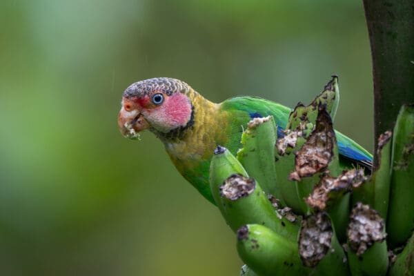 A wild Rose-faced Parrot perches on a branch