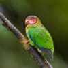 A wild Rose-faced Parrot perches on a branch