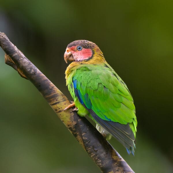 A wild Rose-faced Parrot perches on a branch