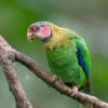 A wild Rose-faced Parrot perches on a branch