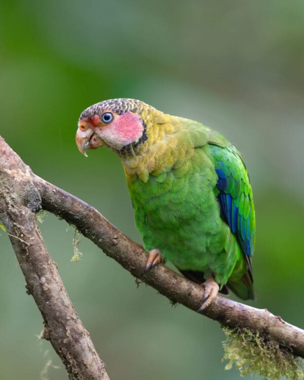 A wild Rose-faced Parrot perches on a branch