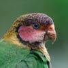 A closeup of a wild Rose-faced Parrot
