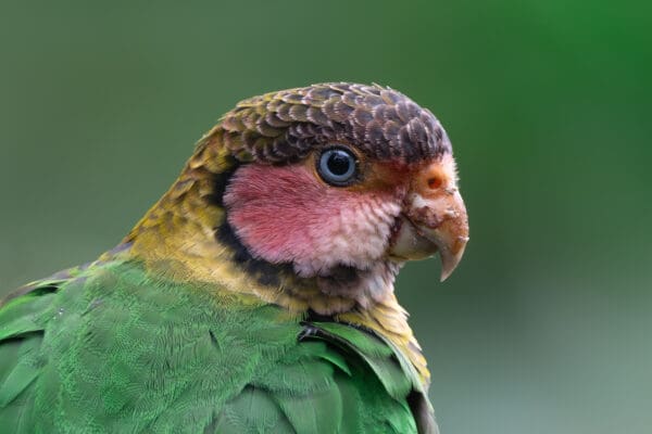 A closeup of a wild Rose-faced Parrot