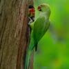 Wild Rose-ringed Parakeets at nest