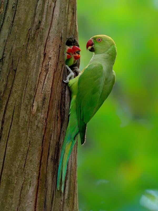 Wild Rose-ringed Parakeets at nest