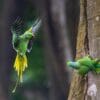 Wild Rose-ringed Parakeets interact