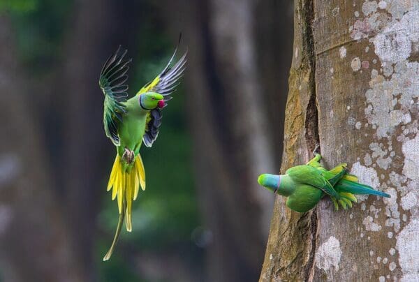 Wild Rose-ringed Parakeets interact