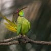 A wild Rose-ringed Parakeet preens its tail