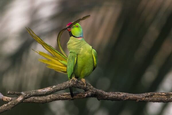 A wild Rose-ringed Parakeet preens its tail